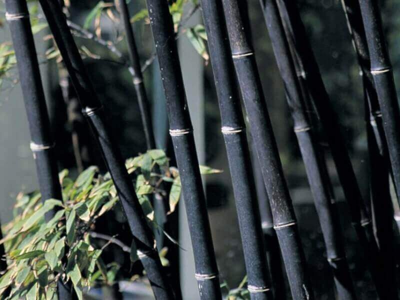 Detail Gambar Bambu Wulung Nomer 21