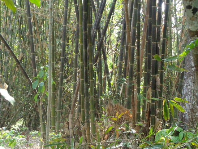 Detail Gambar Bambu Wulung Nomer 26