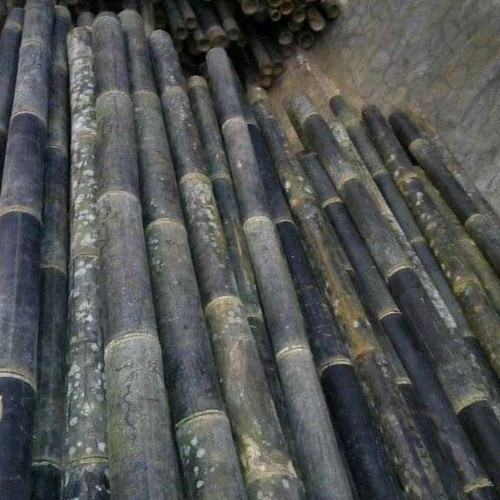 Detail Gambar Bambu Wulung Nomer 29