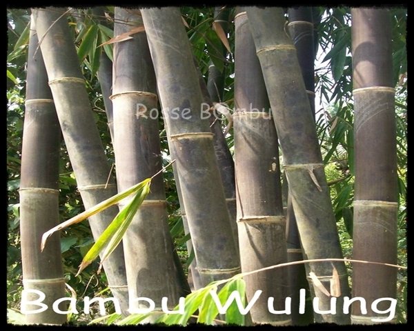 Detail Gambar Bambu Wulung Nomer 30