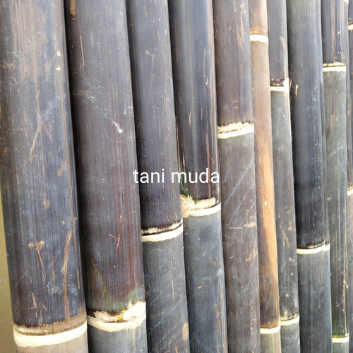 Detail Gambar Bambu Wulung Nomer 33