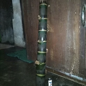 Detail Gambar Bambu Wulung Nomer 34