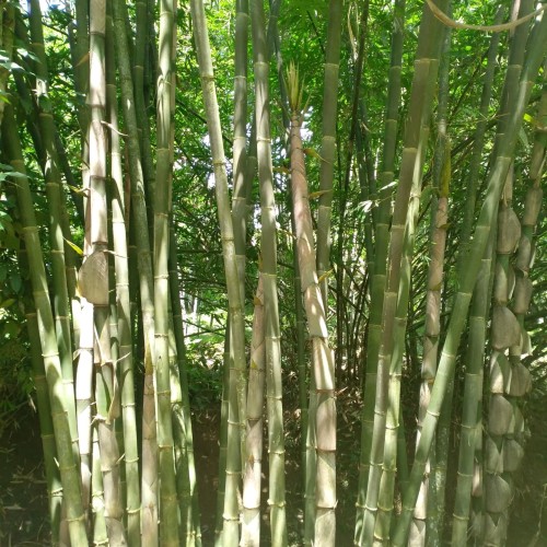 Detail Gambar Bambu Wulung Nomer 35