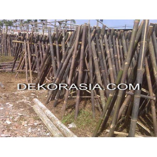 Detail Gambar Bambu Wulung Nomer 38