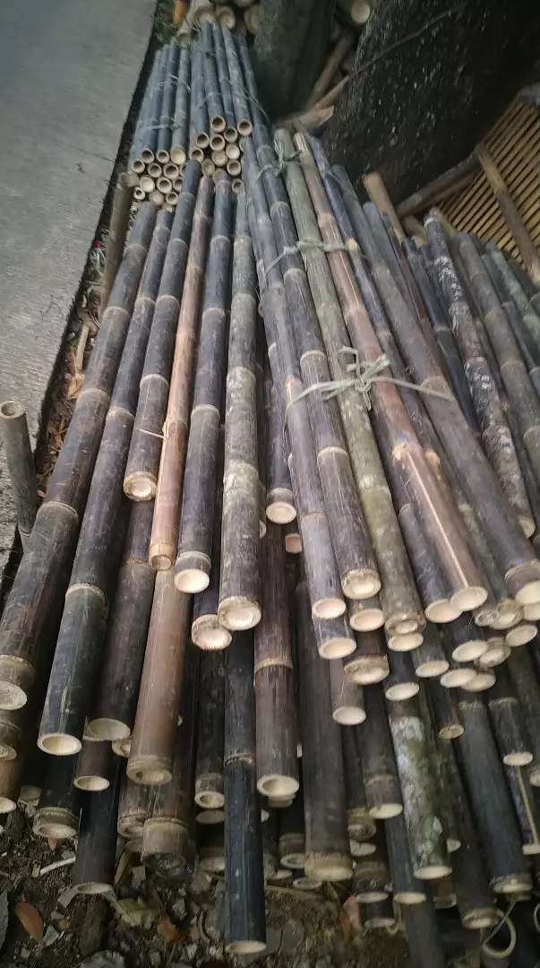 Detail Gambar Bambu Wulung Nomer 5