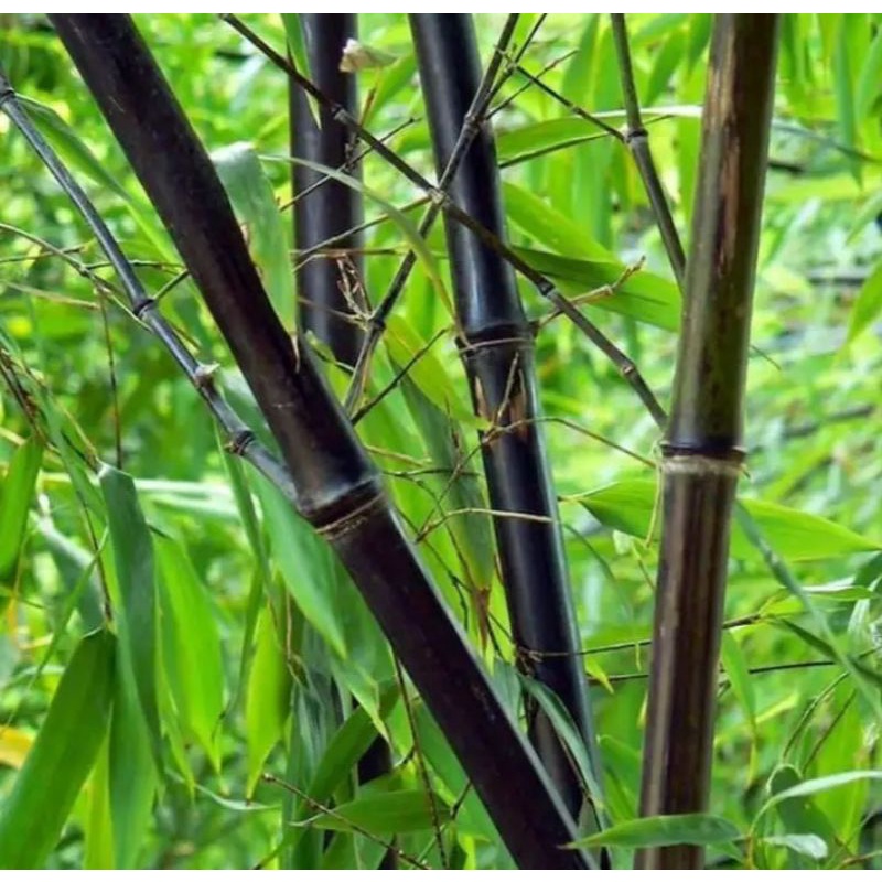 Detail Gambar Bambu Wulung Nomer 41