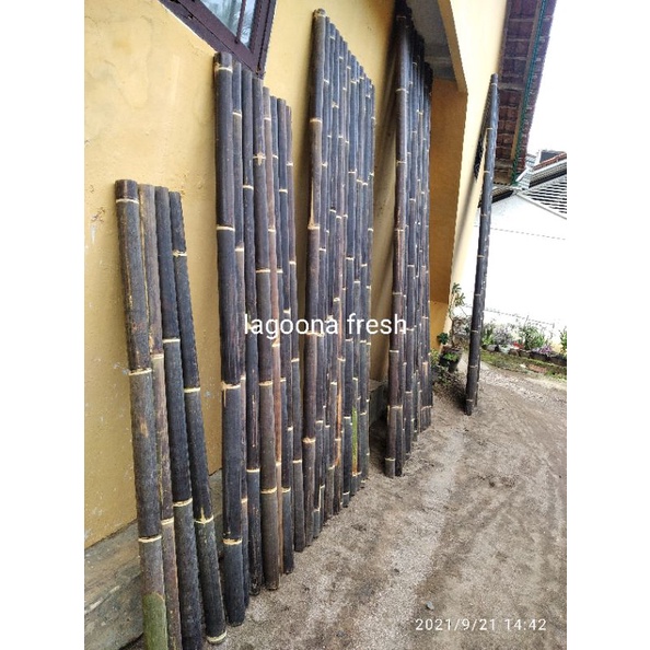 Detail Gambar Bambu Wulung Nomer 43