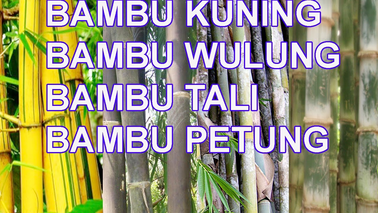 Detail Gambar Bambu Wulung Nomer 44