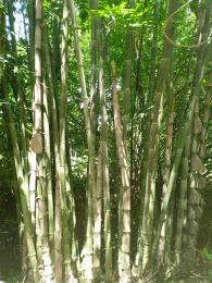 Detail Gambar Bambu Wulung Nomer 45