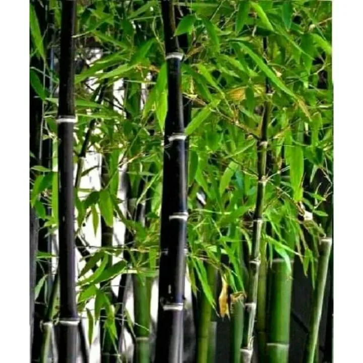Detail Gambar Bambu Wulung Nomer 47