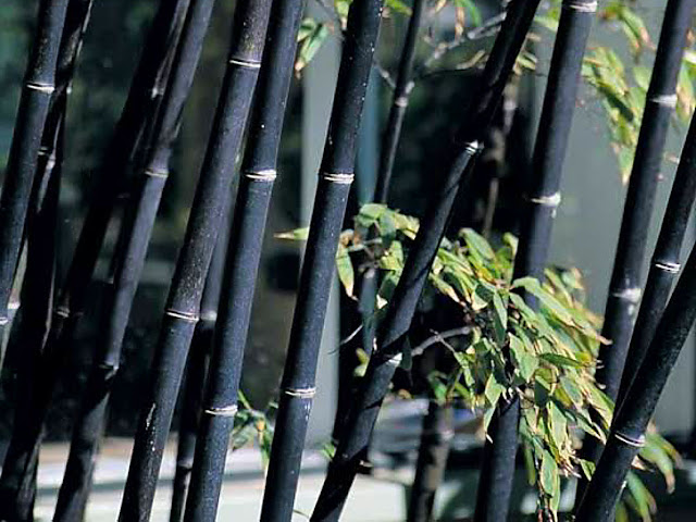 Detail Gambar Bambu Wulung Nomer 6