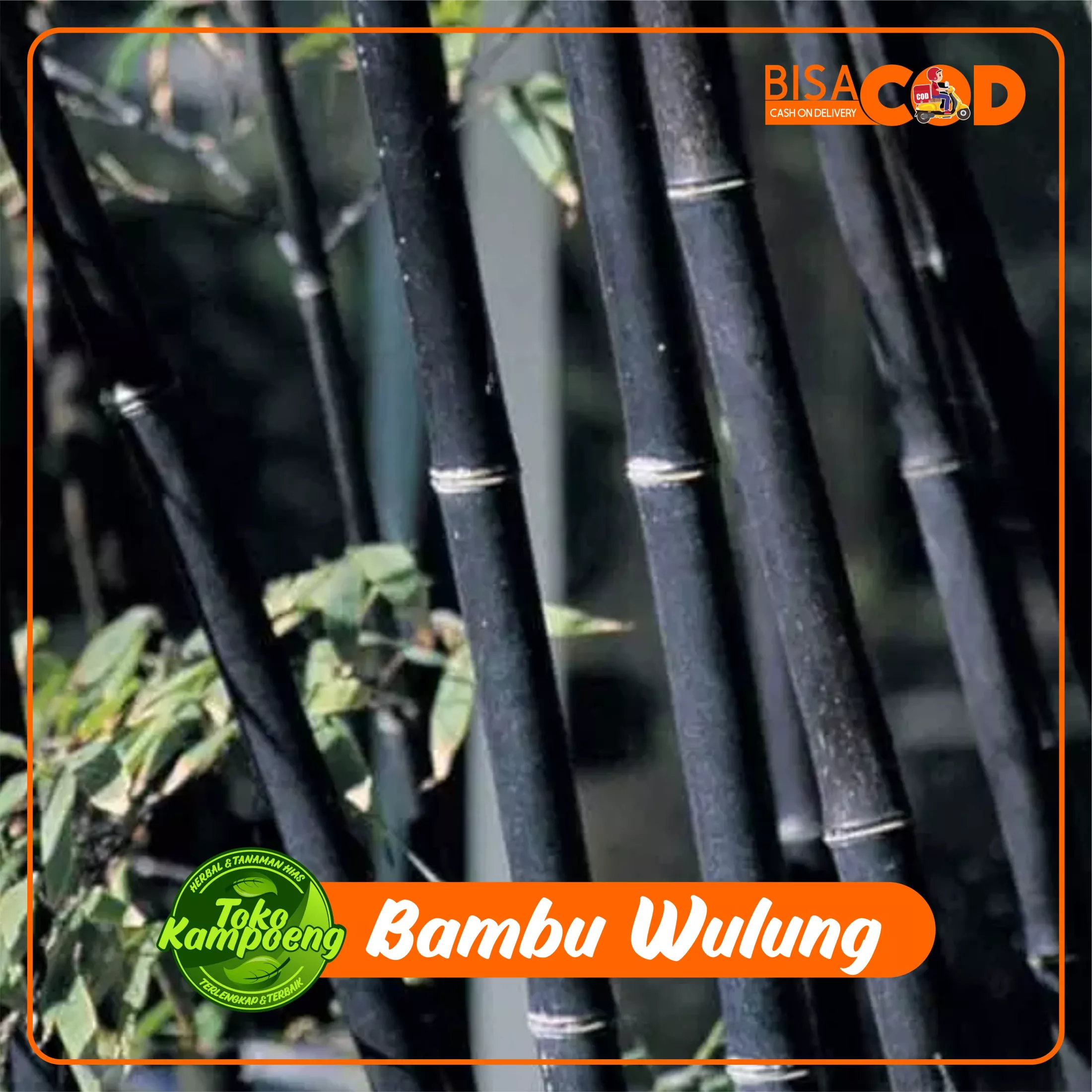 Detail Gambar Bambu Wulung Nomer 56