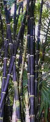 Detail Gambar Bambu Wulung Nomer 8