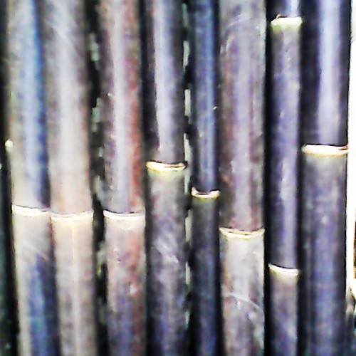 Detail Gambar Bambu Wulung Nomer 9