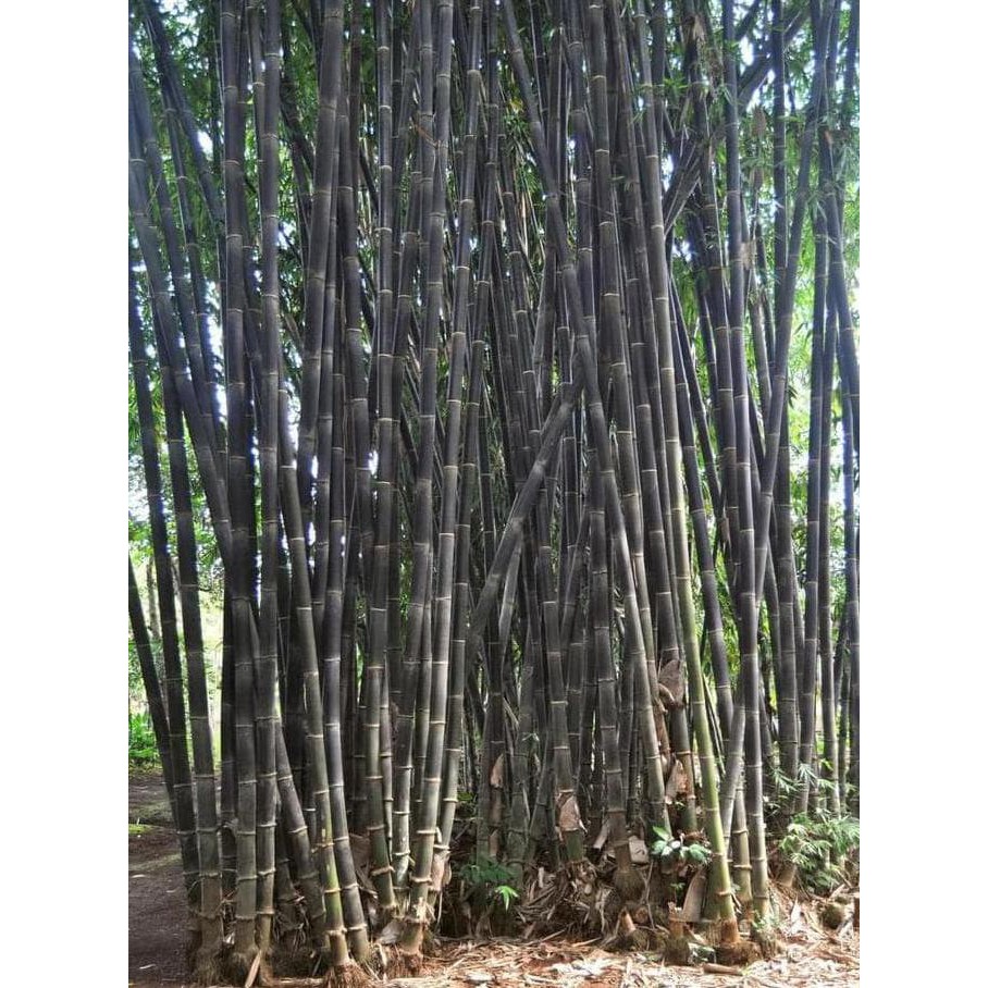 Detail Gambar Bambu Wulung Nomer 10