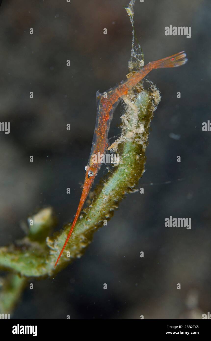 Detail Gambar Bandara Lembeh Internasional Nomer 47