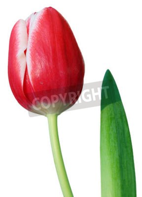 Detail Backstein Tulpe Nomer 6