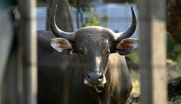 Detail Gambar Banteng Jawa Nomer 12