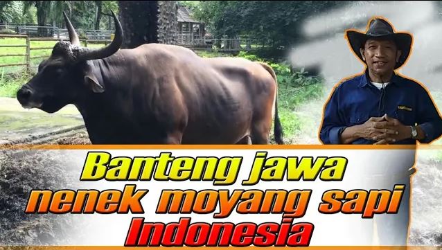 Detail Gambar Banteng Jawa Nomer 27