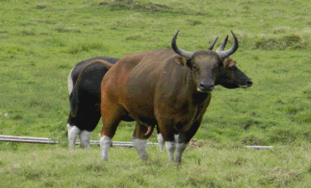 Detail Gambar Banteng Jawa Nomer 4