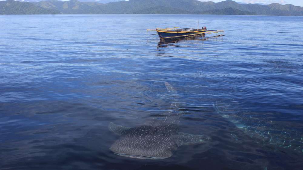 Detail Gambar Bantuan Perahu Nelayan Kwatisore Nomer 16