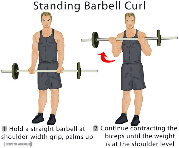 Detail Gambar Barbell Curl Nomer 15