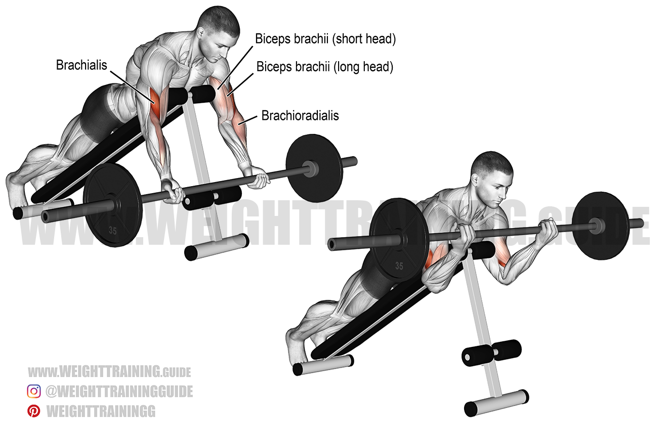 Download Gambar Barbell Curl Nomer 24