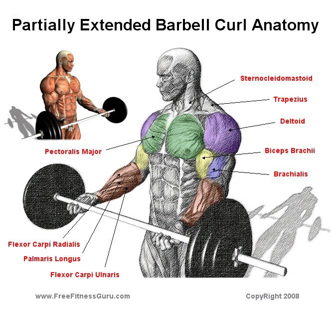 Detail Gambar Barbell Curl Nomer 44