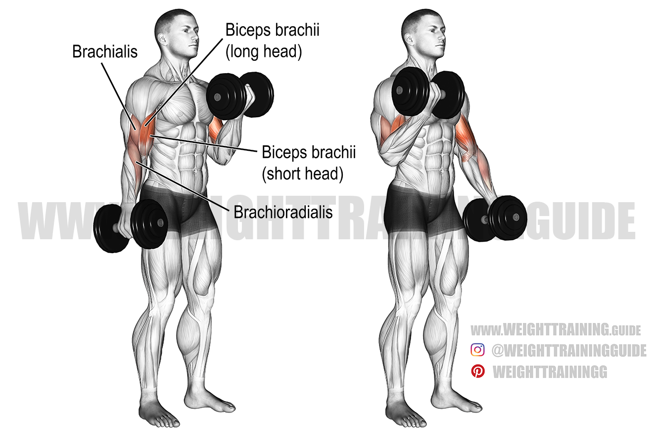 Detail Gambar Barbell Curl Nomer 9