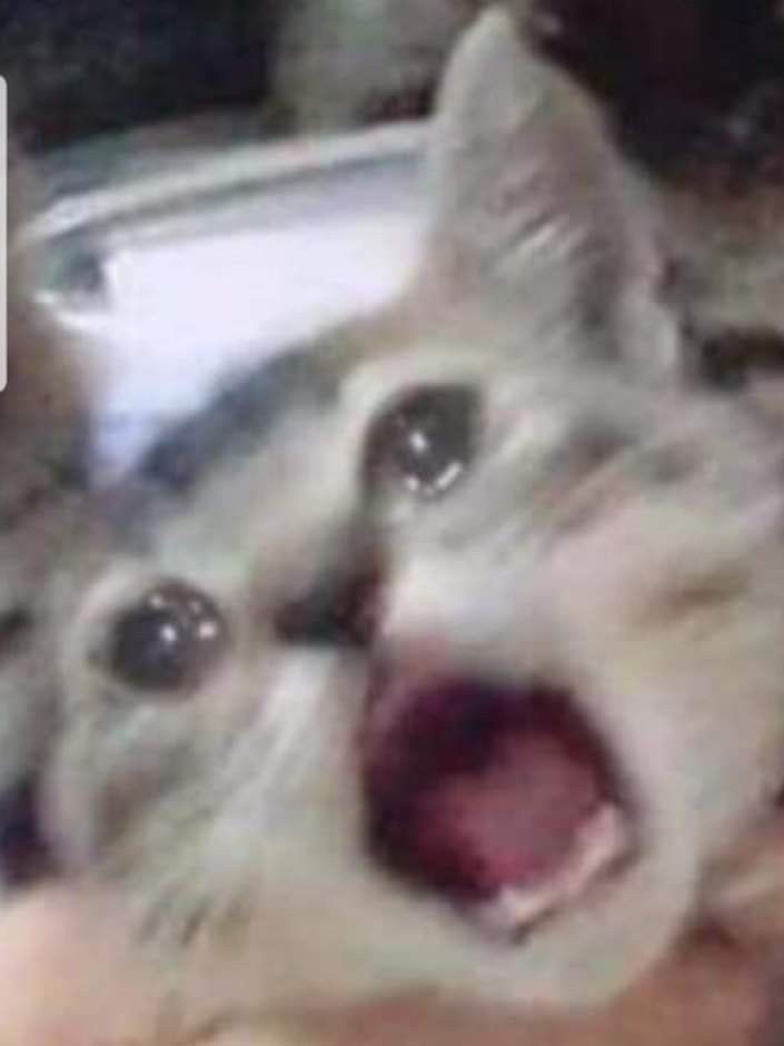 Detail Cat Screaming Meme Nomer 15