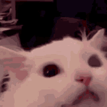 Detail Cat Screaming Meme Nomer 7