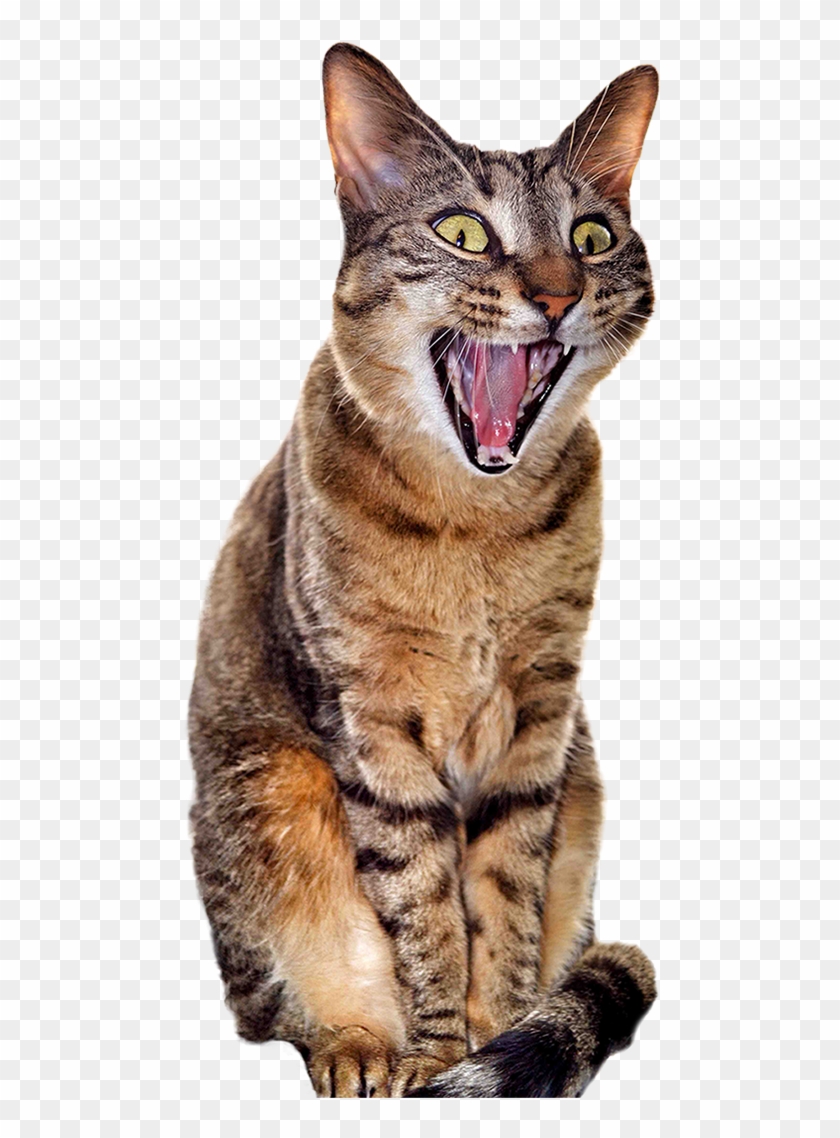 Detail Cat Transparent Image Nomer 9