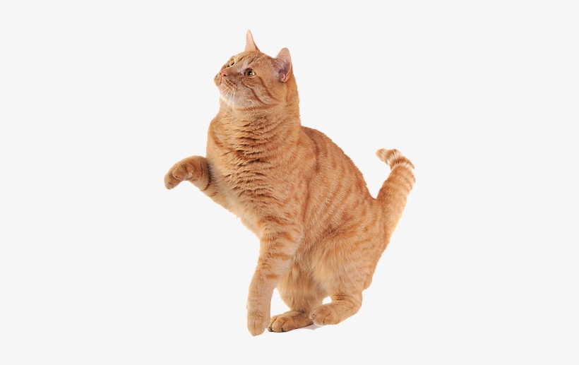 Detail Cat Transparent Image Nomer 10