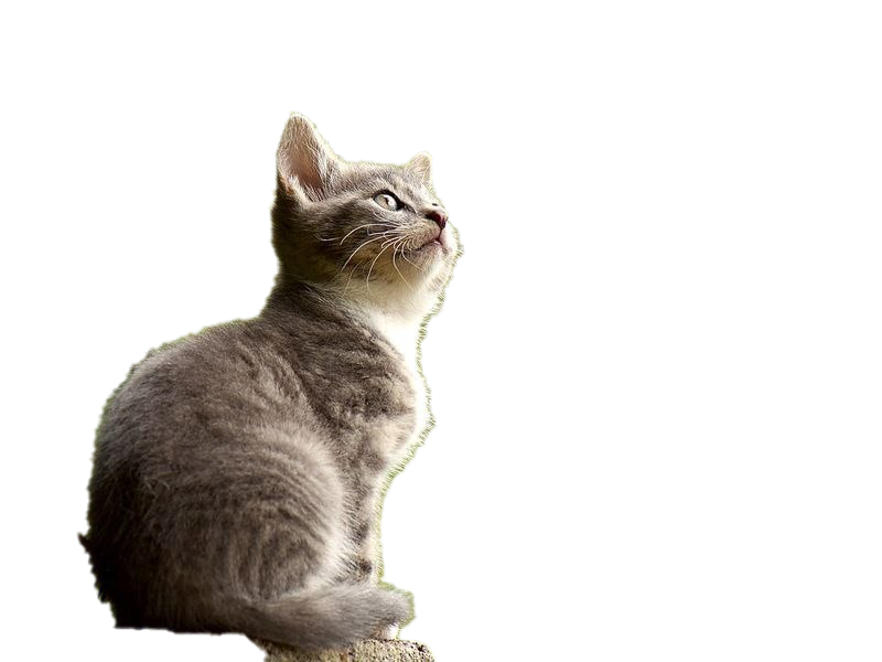 Detail Cat Transparent Image Nomer 11