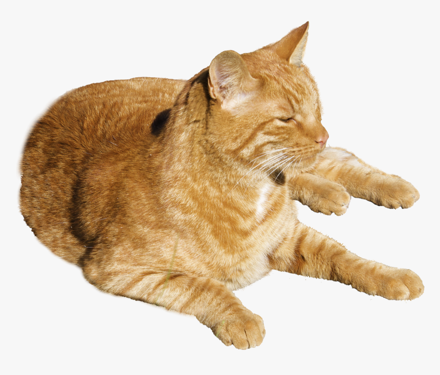 Detail Cat Transparent Image Nomer 12