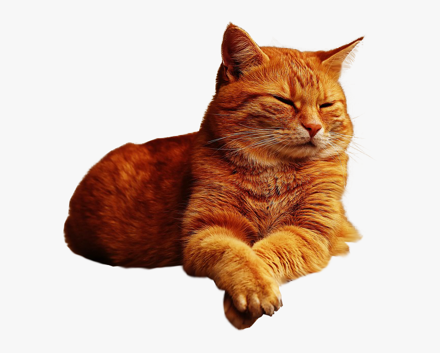 Detail Cat Transparent Image Nomer 17