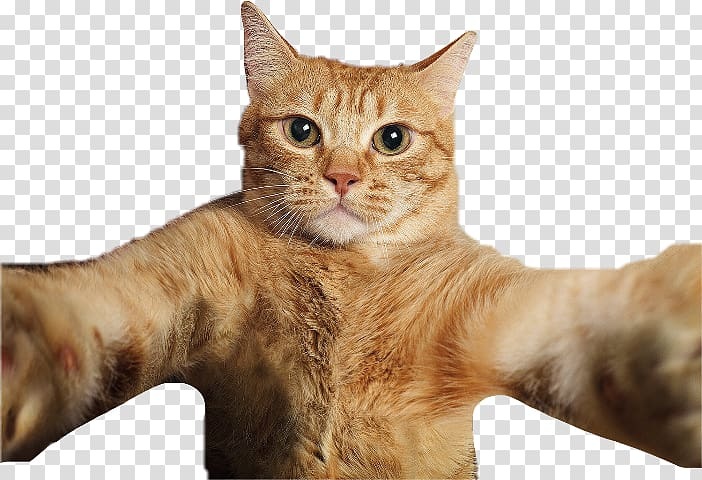 Detail Cat Transparent Image Nomer 2