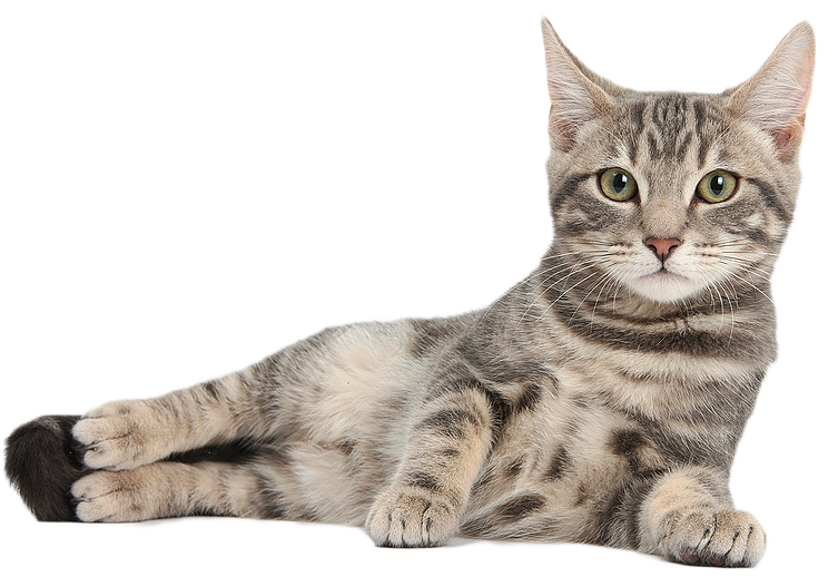 Detail Cat Transparent Image Nomer 22