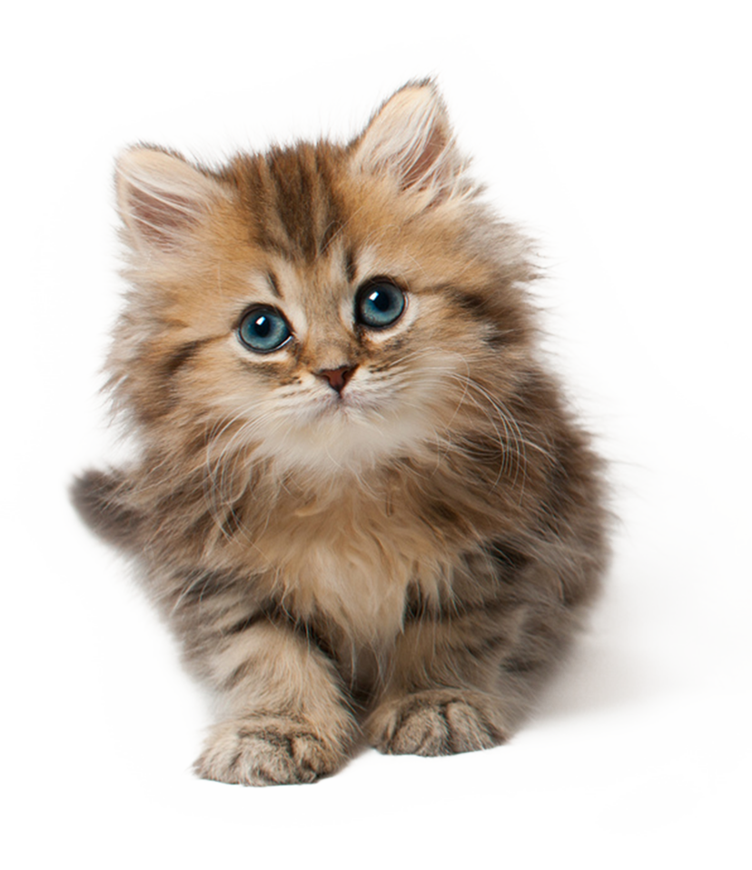 Detail Cat Transparent Image Nomer 23