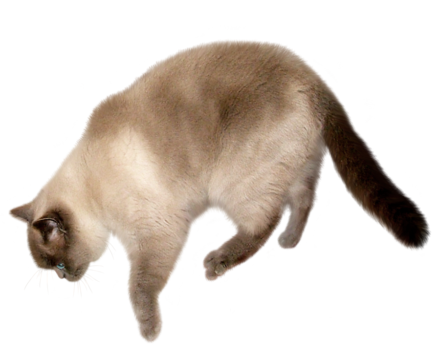 Detail Cat Transparent Image Nomer 29