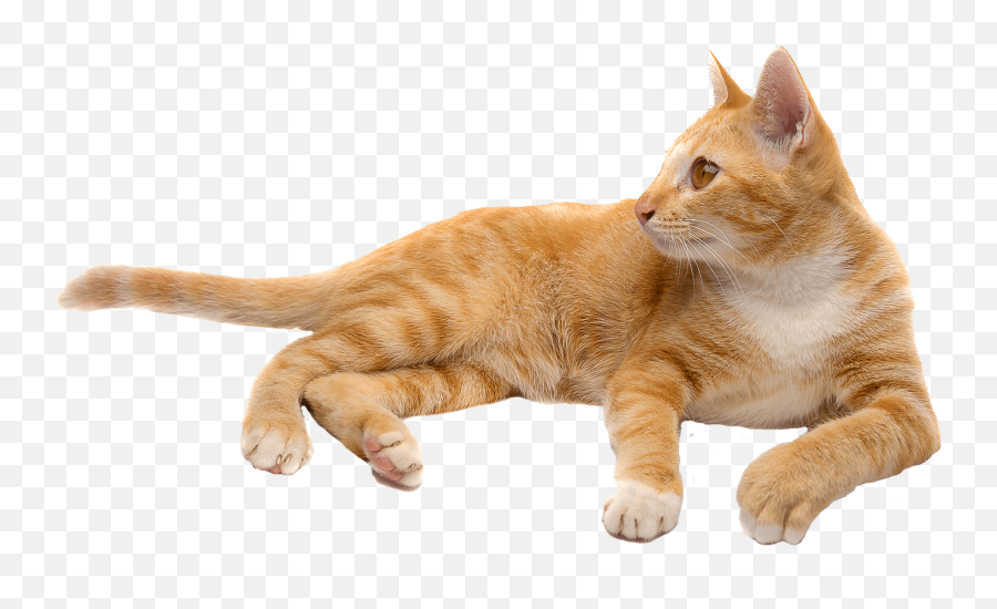 Detail Cat Transparent Image Nomer 31