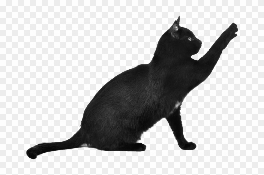 Detail Cat Transparent Image Nomer 32
