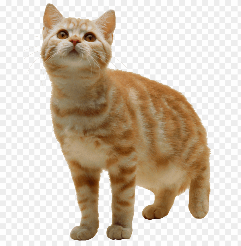 Detail Cat Transparent Image Nomer 4