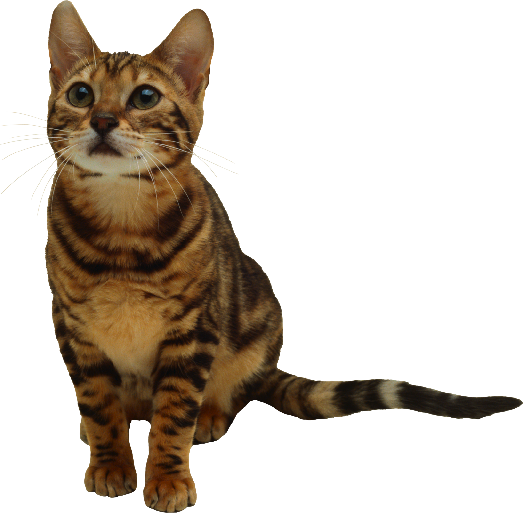 Detail Cat Transparent Image Nomer 39
