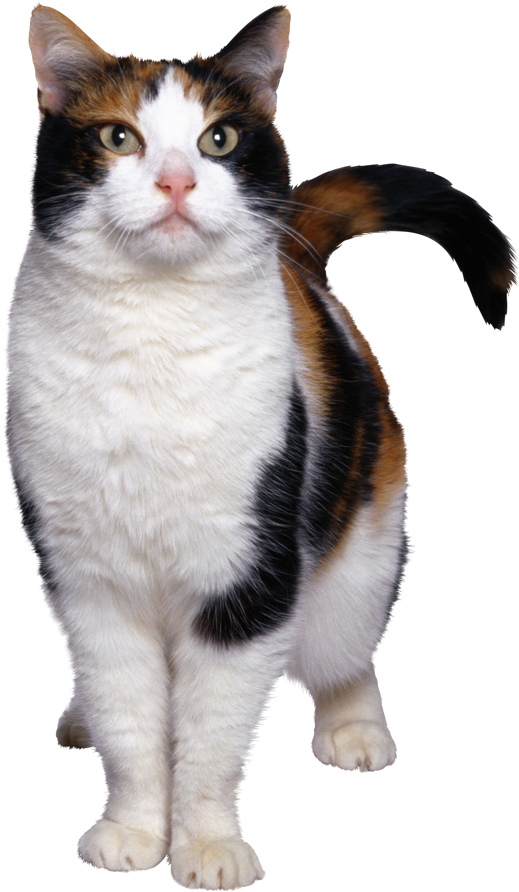 Detail Cat Transparent Image Nomer 40