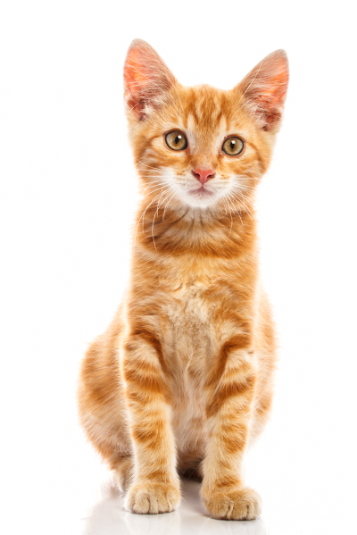 Detail Cat Transparent Image Nomer 41