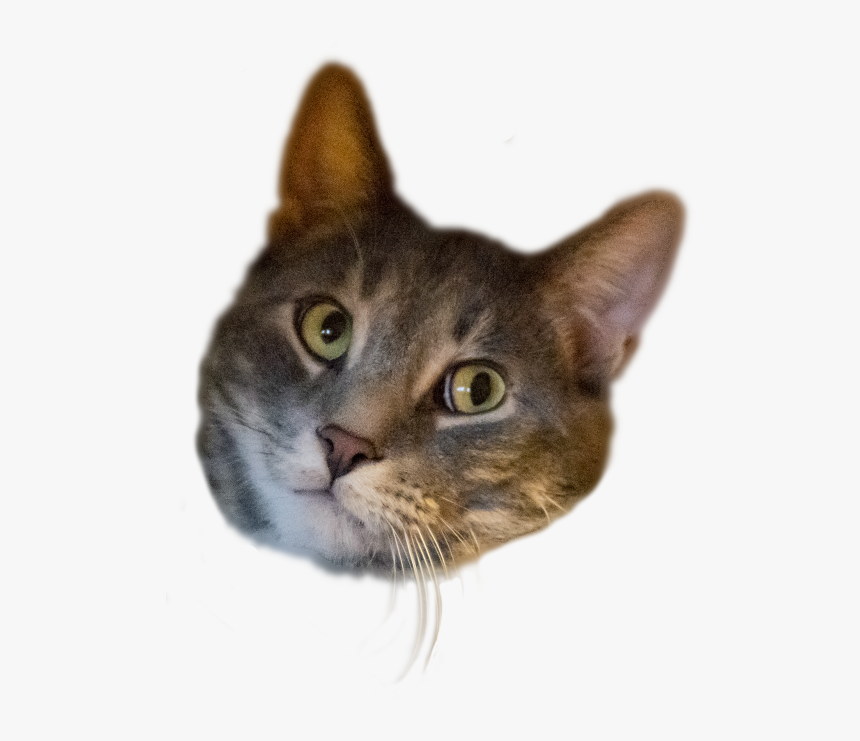 Detail Cat Transparent Image Nomer 43