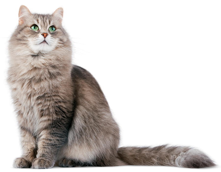 Detail Cat Transparent Image Nomer 44