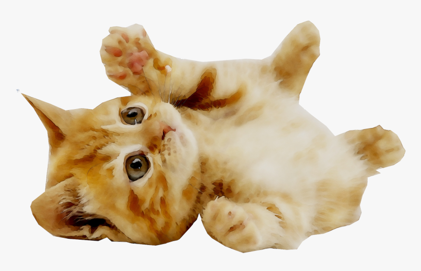Detail Cat Transparent Image Nomer 47