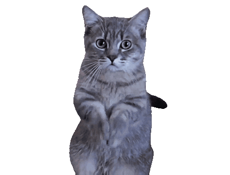 Detail Cat Transparent Image Nomer 48